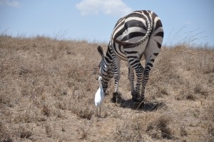 Unlikely friendship...and zebra butt